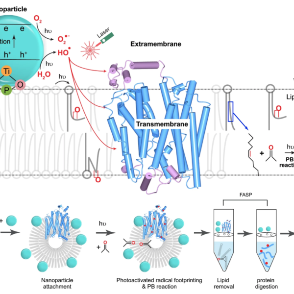 Chemists develop new footprinting technique for proteins in living systems