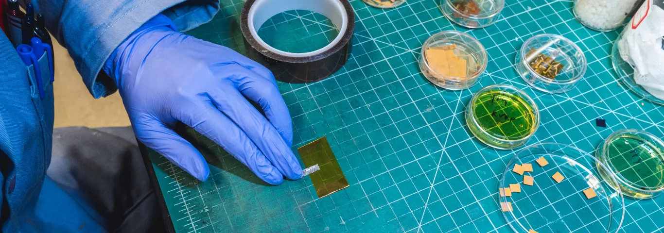 person working with petri dishes