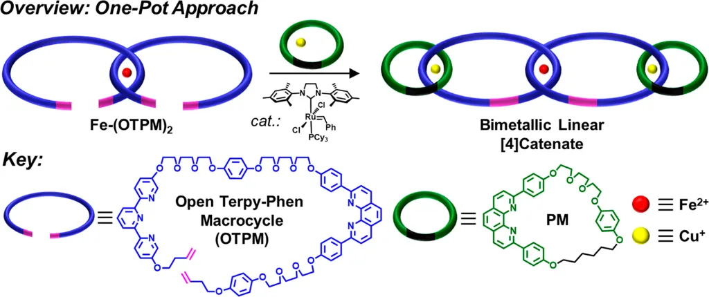 Overview of a one-pot approach to form three mechanical bonds in one step. (Photo courtesy of Barnes Lab)
