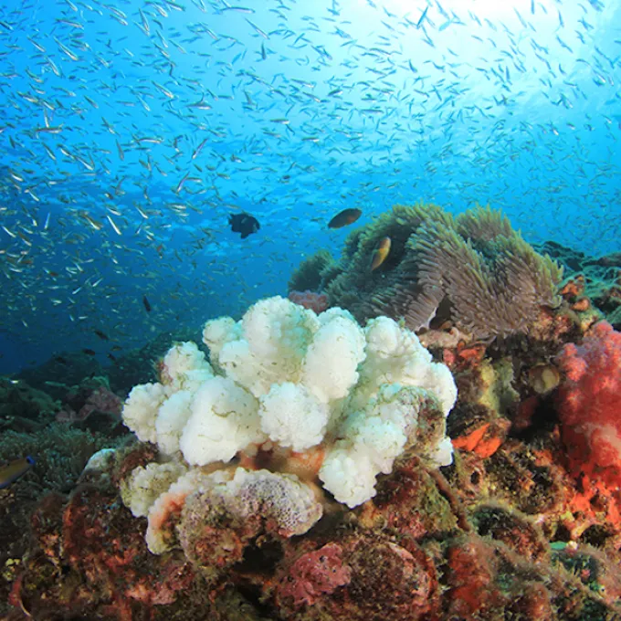 In new high school chemistry curriculum, acids and bases are learned through the phenomena of dying coral reefs and ocean acidification.